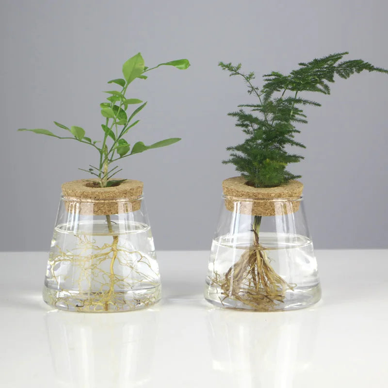 Creative Hydroponic Glass Vase Transparent Micro Landscape Fish Tank Decoration Green Pineapple Hydroponic Plant Handicraft