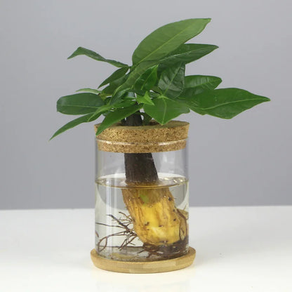 Creative Hydroponic Glass Vase Transparent Micro Landscape Fish Tank Decoration Green Pineapple Hydroponic Plant Handicraft